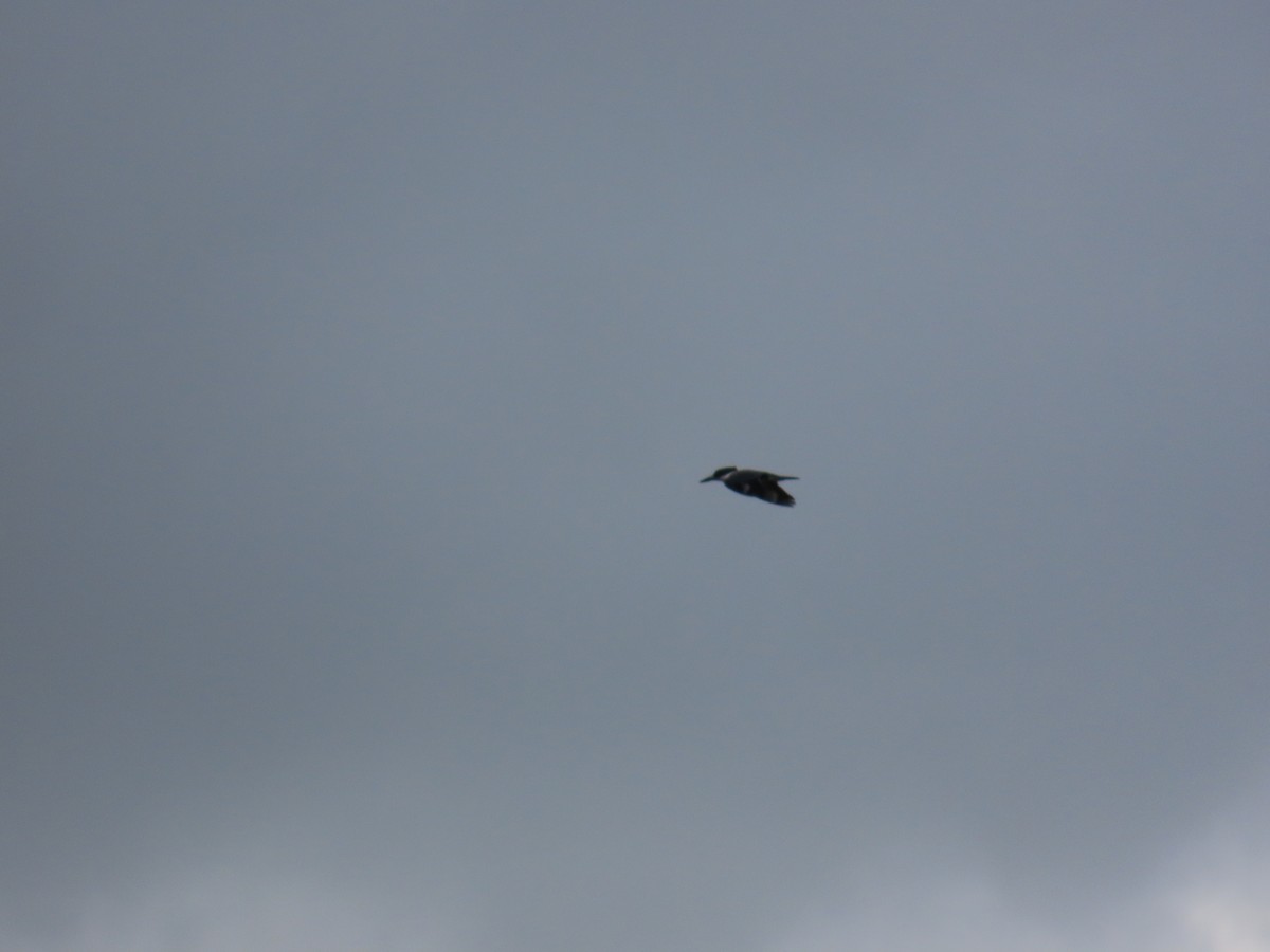 Belted Kingfisher - ML642945606