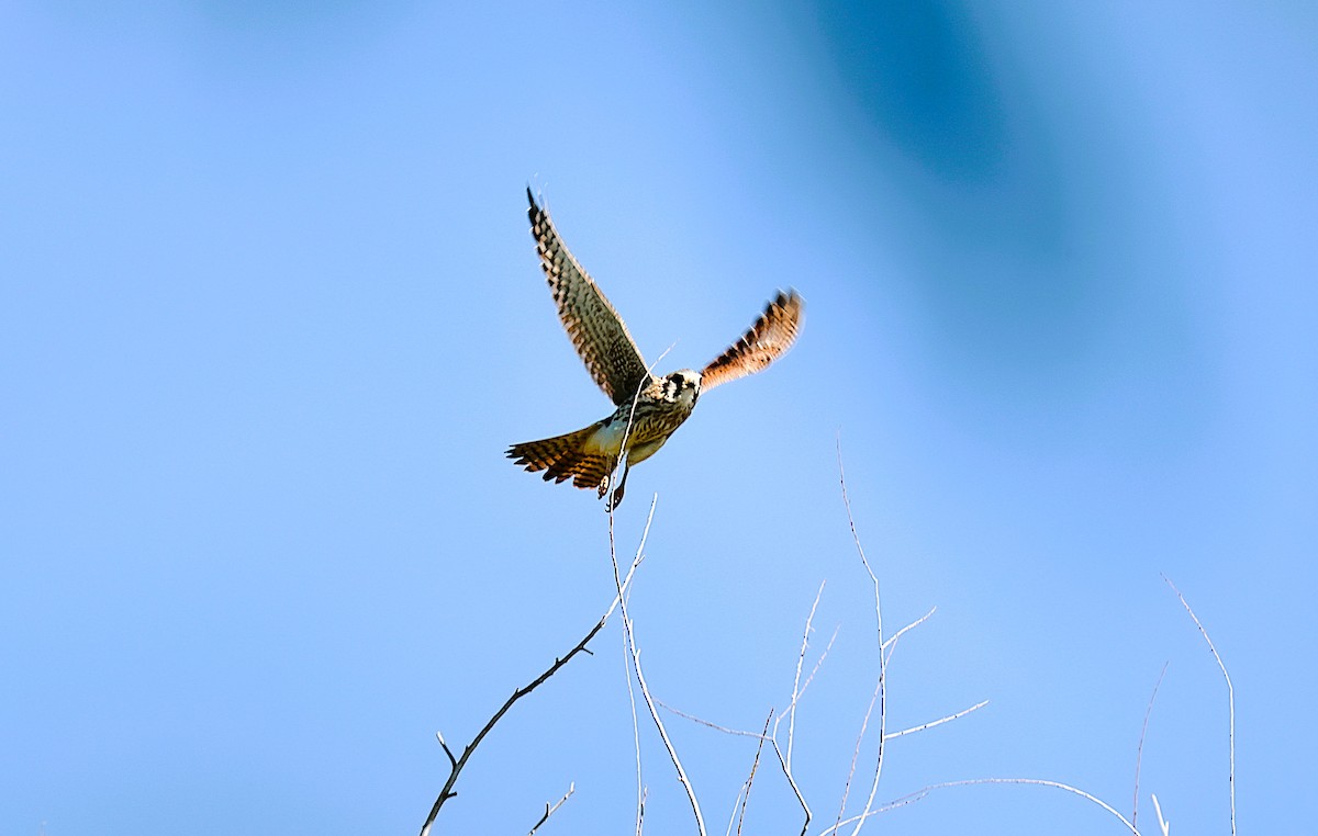 American Kestrel - ML642945607
