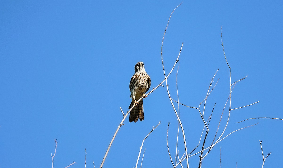 American Kestrel - ML642945608