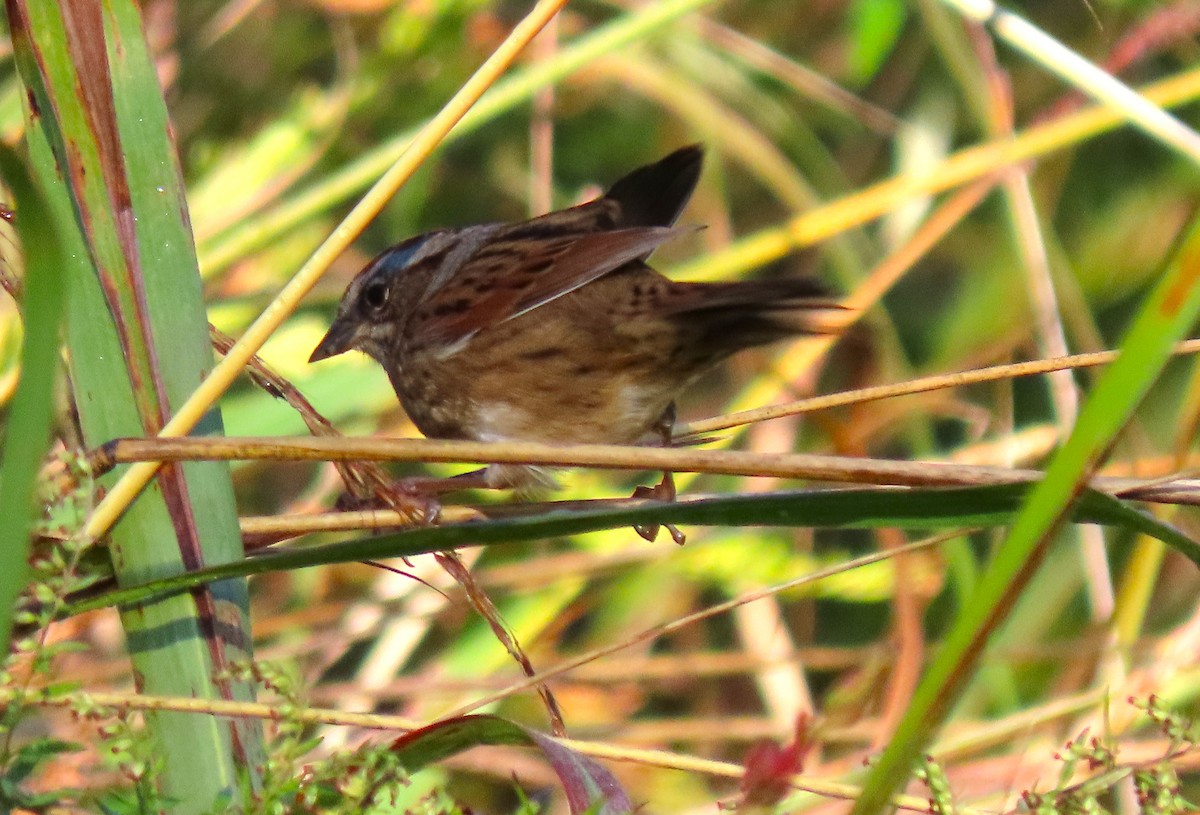 Swamp Sparrow - ML642945609