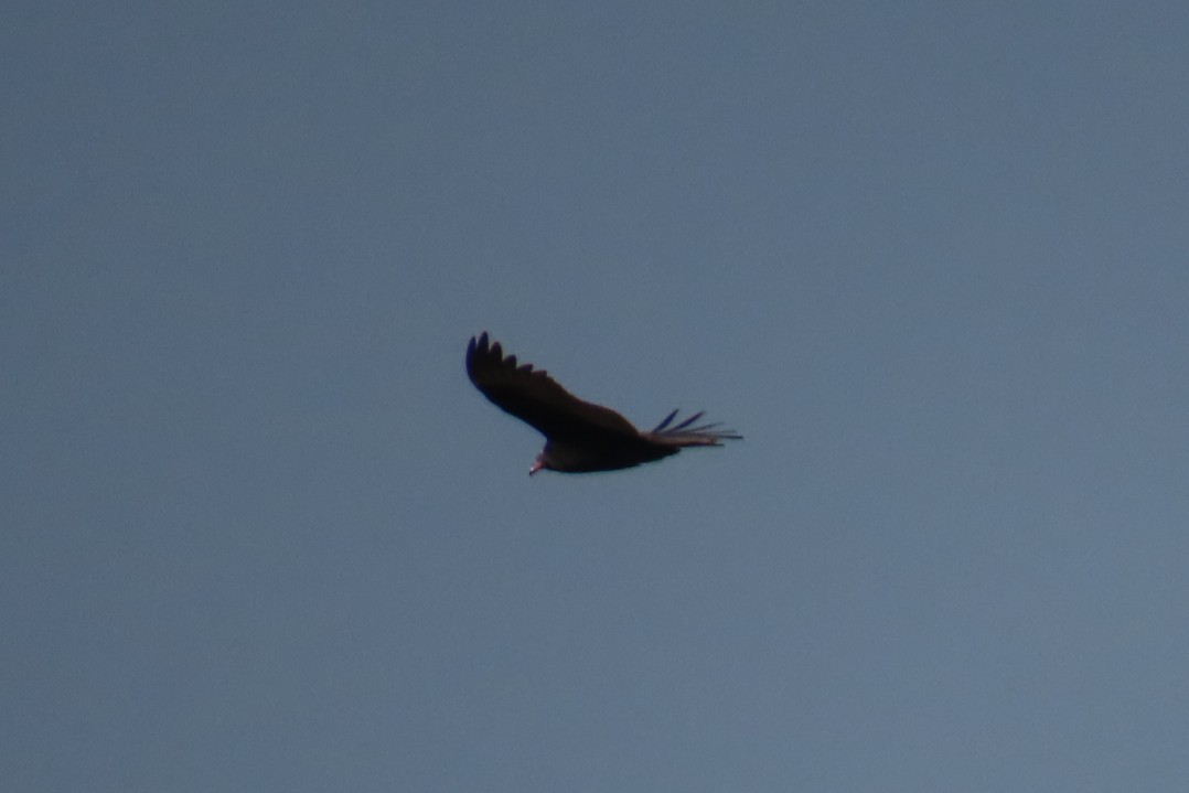 Turkey Vulture - ML642945610