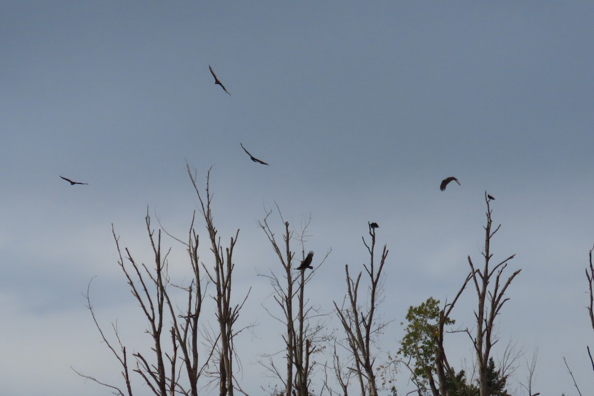 Turkey Vulture - ML642945615