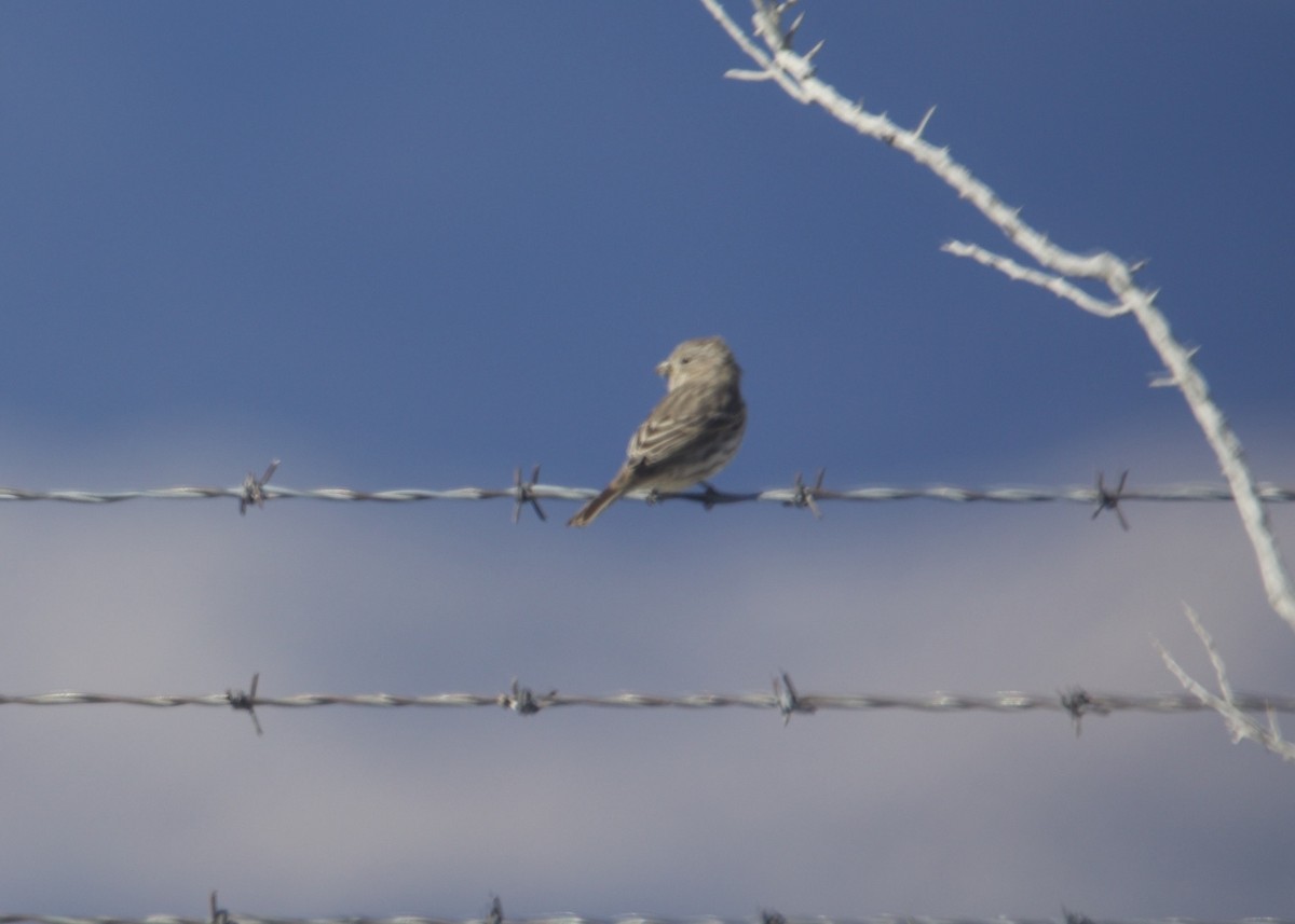 House Finch - ML642945616