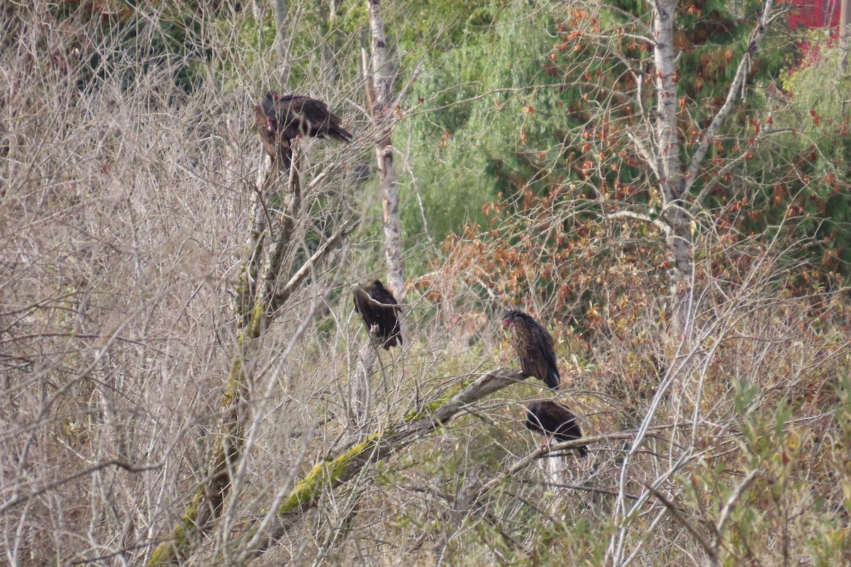 Turkey Vulture - ML642945617