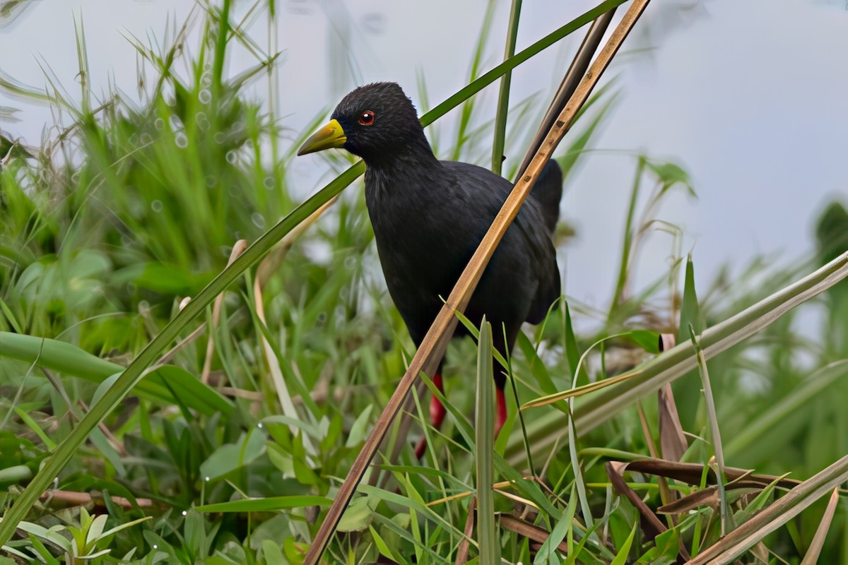 Black Crake - ML642945618