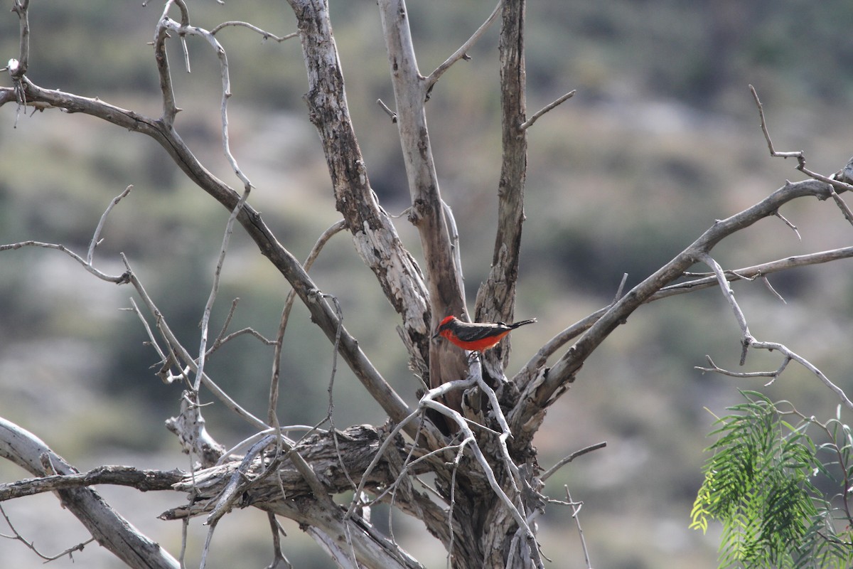 Vermilion Flycatcher - ML642945619