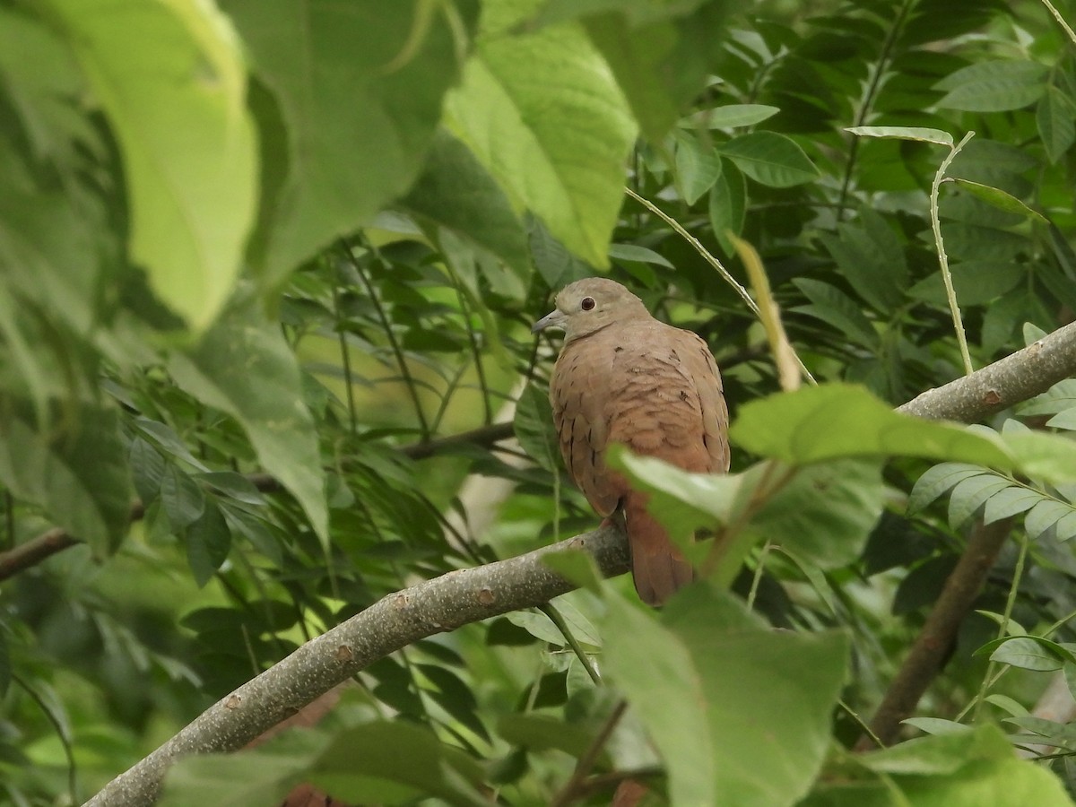 Ruddy Ground Dove - ML642945621