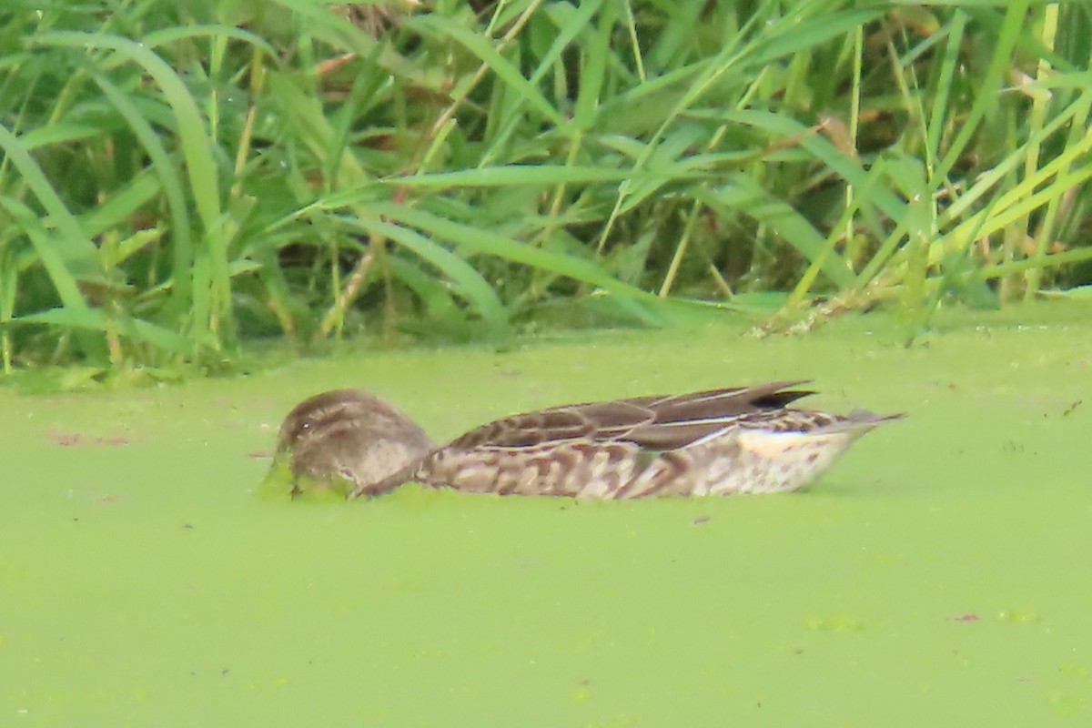 Mallard - ML642945622