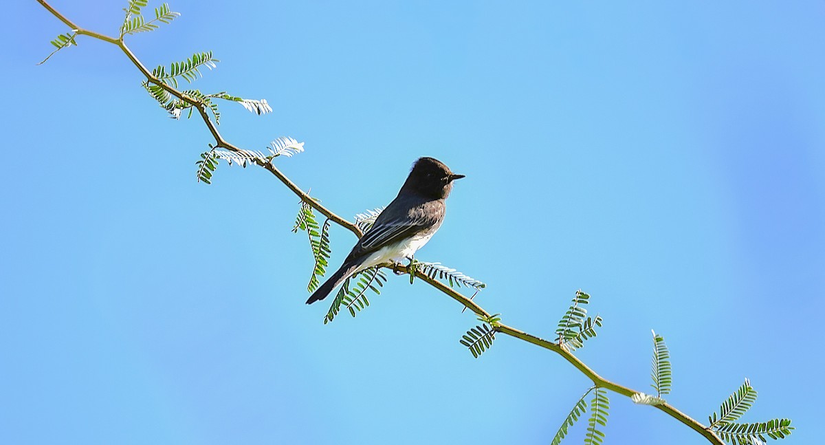 Black Phoebe - ML642945624