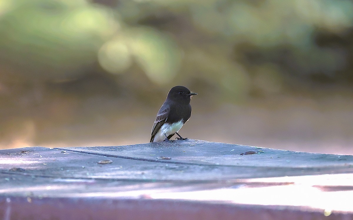 Black Phoebe - ML642945625