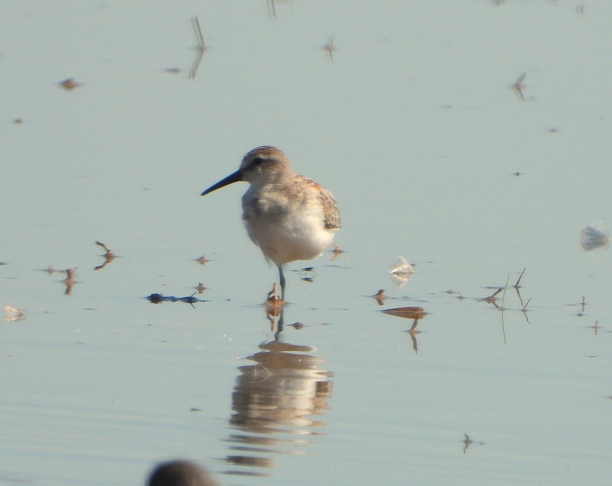 Dunlin - ML642945630