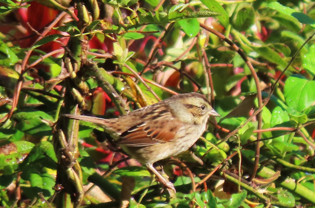 Swamp Sparrow - ML642945631