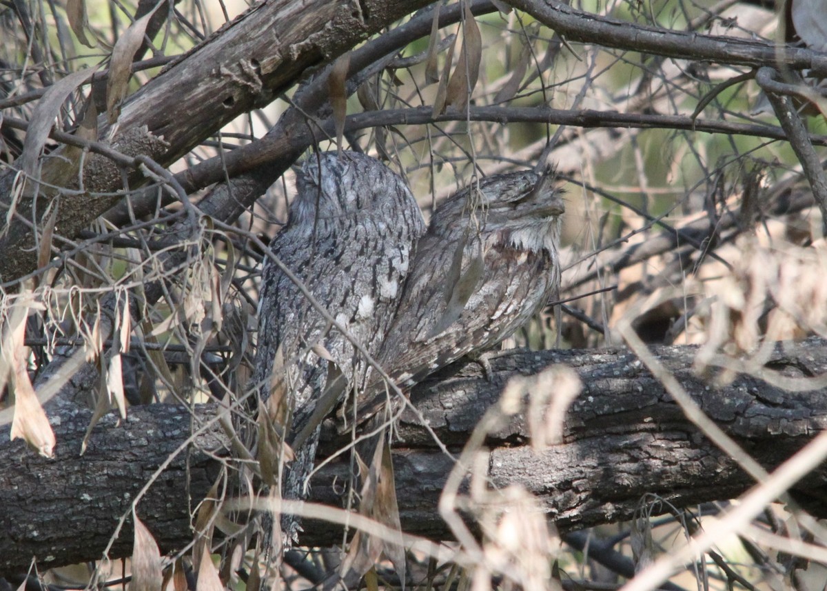 Tawny Frogmouth - ML642945632