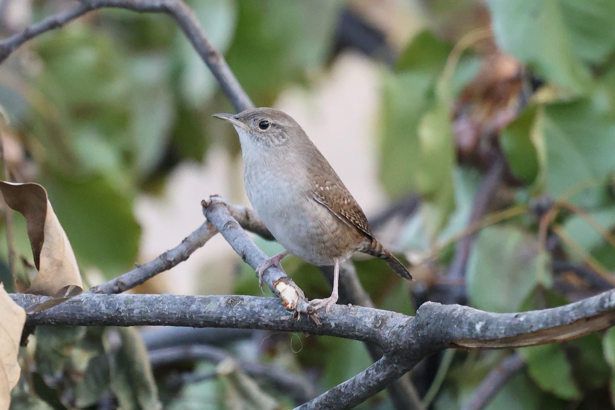 Northern House Wren - ML642945635