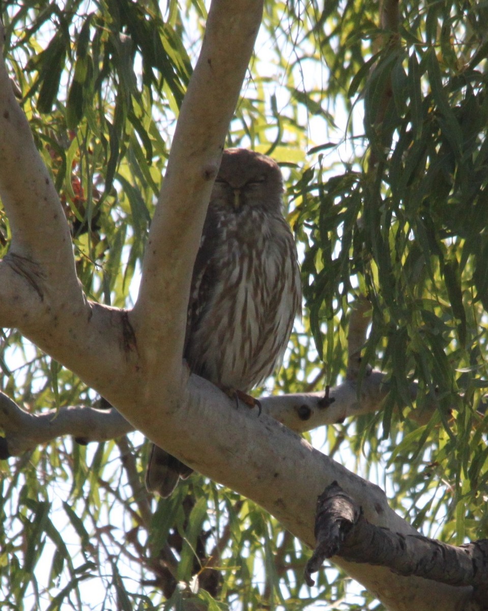 Barking Owl - ML642945643