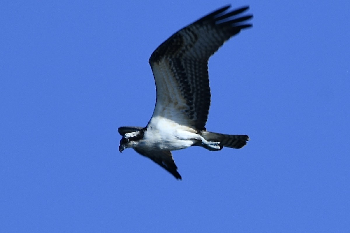 Balbuzard pêcheur - ML642945645