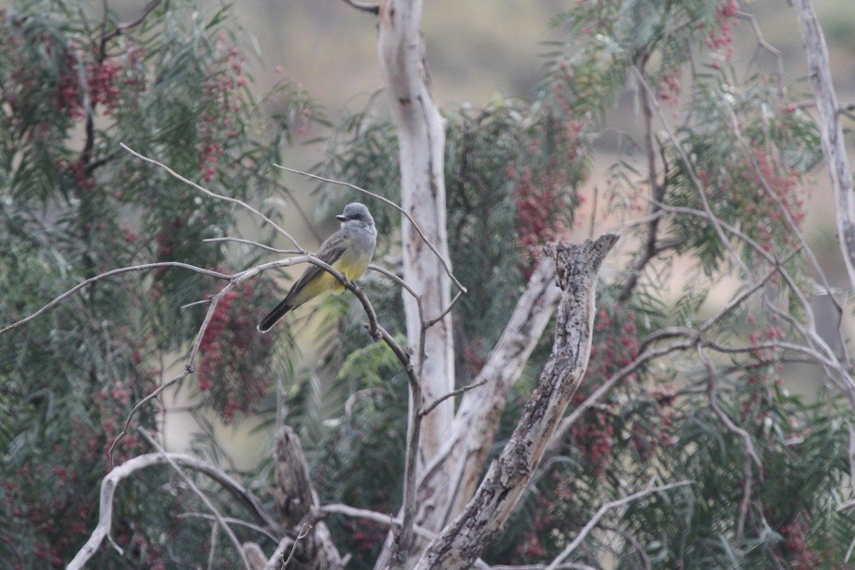 Cassin's Kingbird - ML642945654