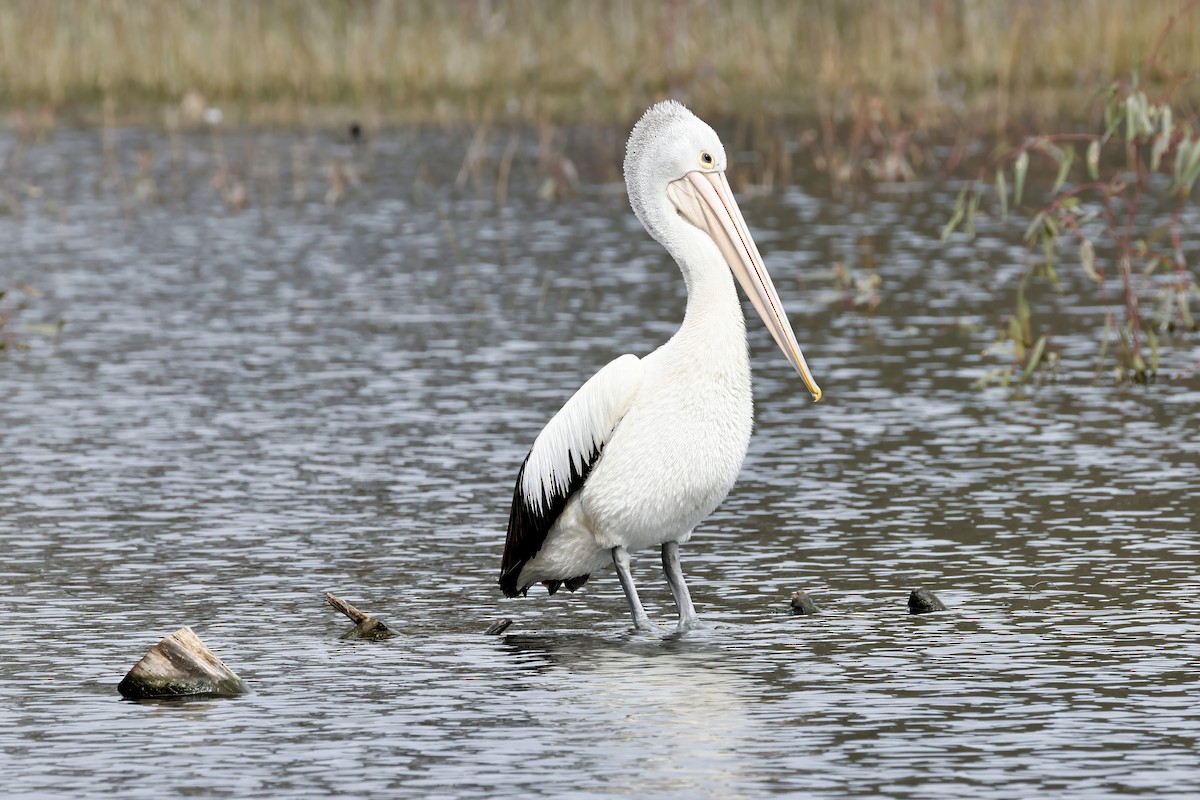 Australian Pelican - ML642945655