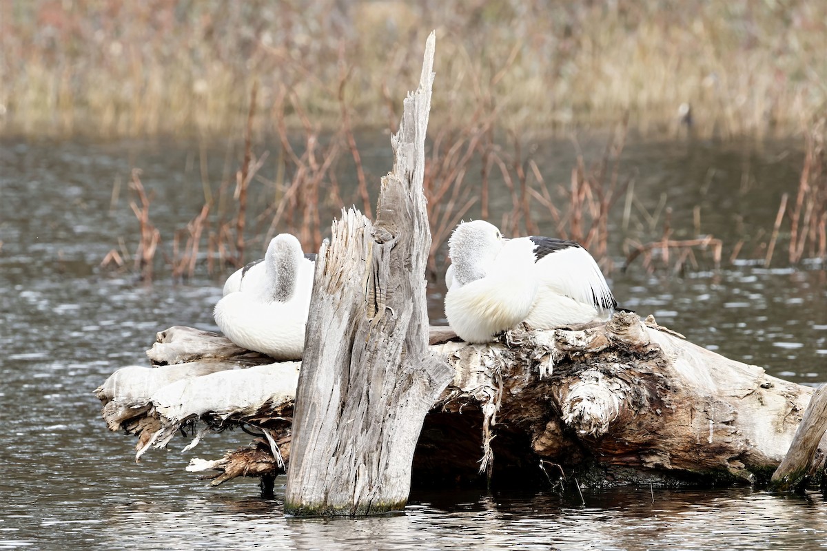 Australian Pelican - ML642945656