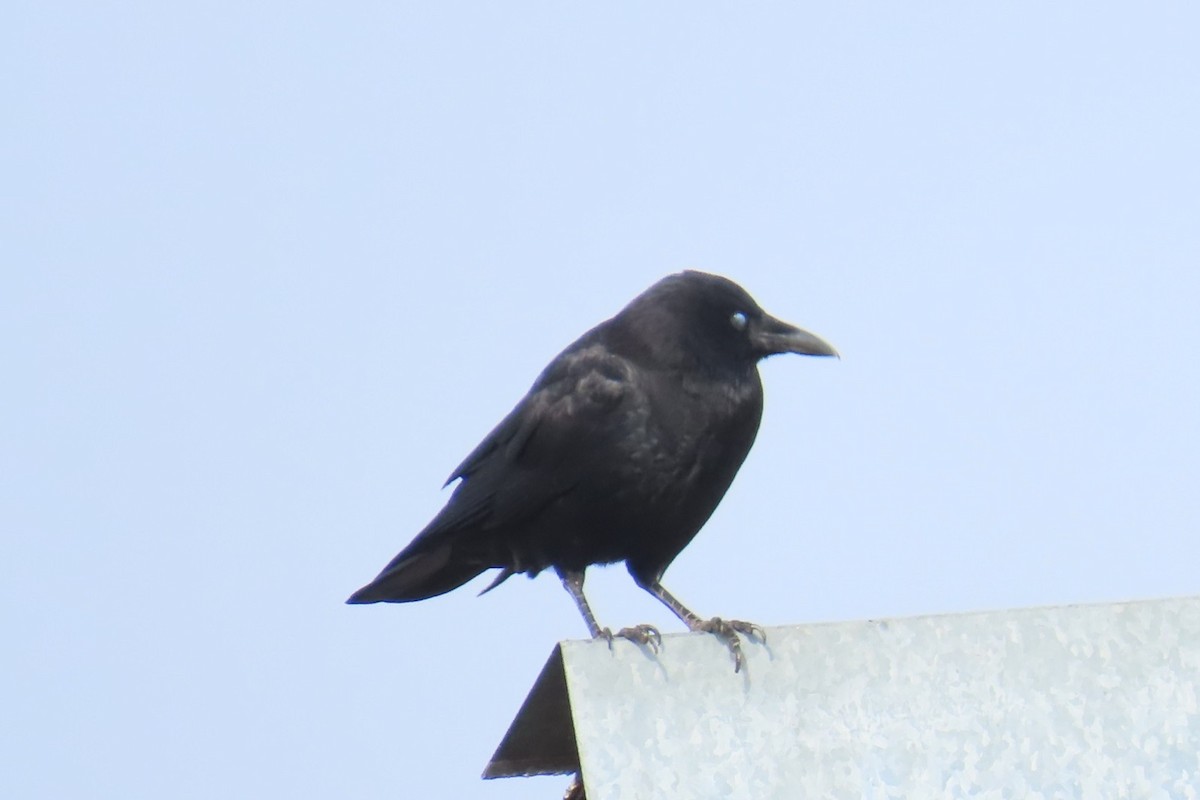 アメリカガラス - ML642945657
