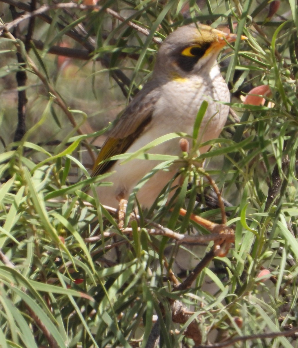 Yellow-throated Miner - ML642945659