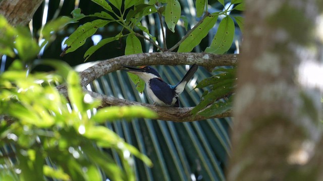 Rufous-lored Kingfisher - ML642945673