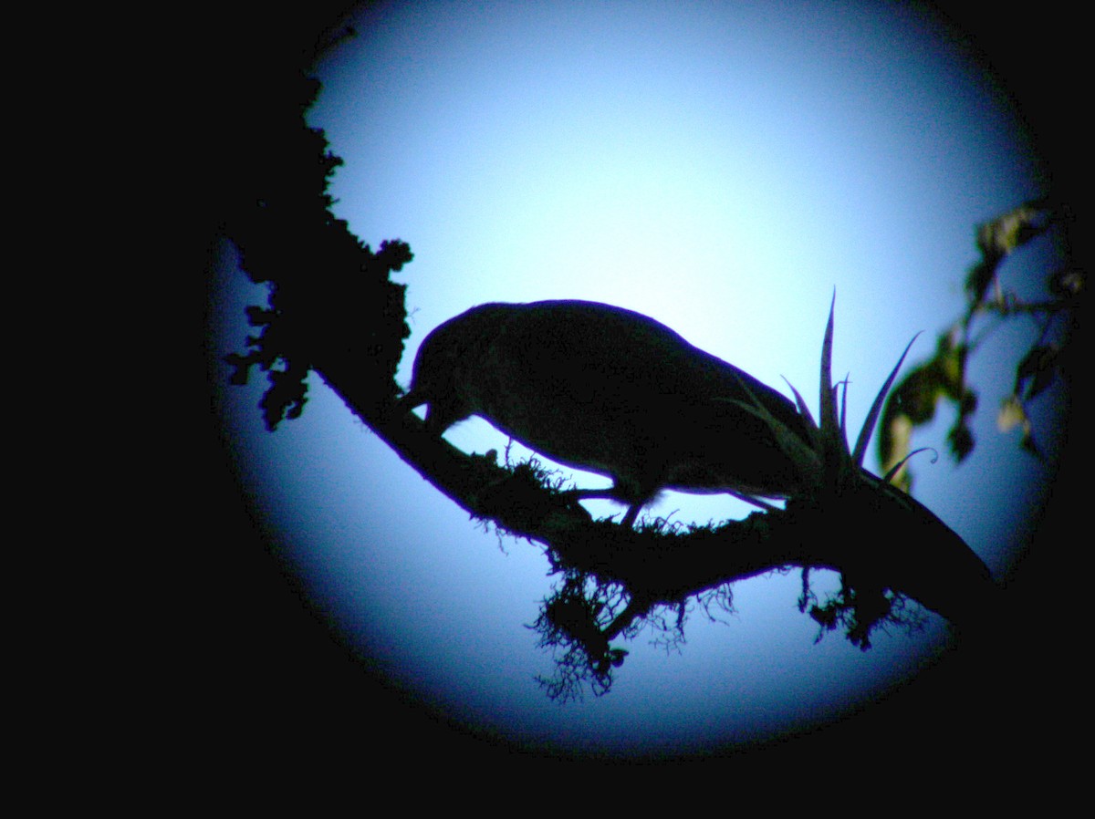 カマバネカザリドリ - ML642945723