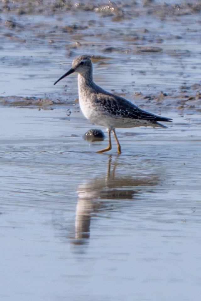 Stilt Sandpiper - ML642945727