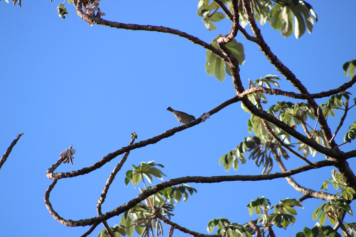 Sayaca Tanager - ML642945729