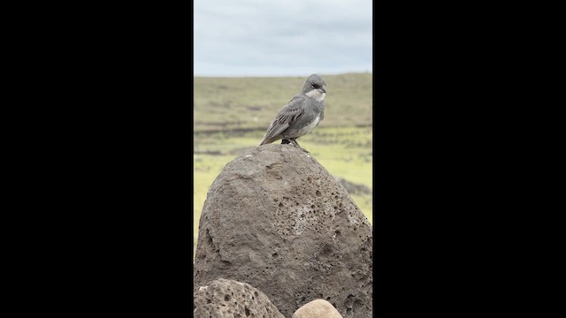 Diuca Finch - ML642945784