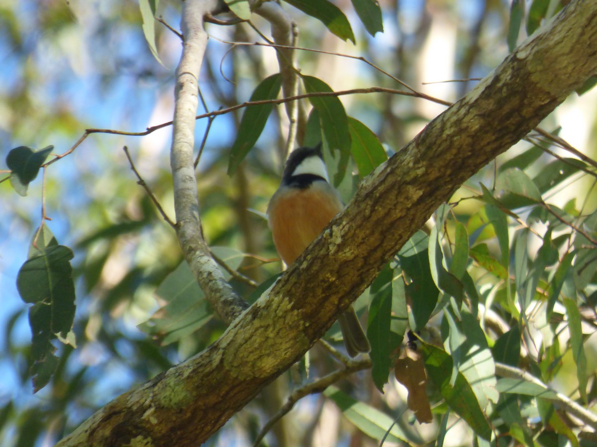 Rufous Whistler - ML642945801