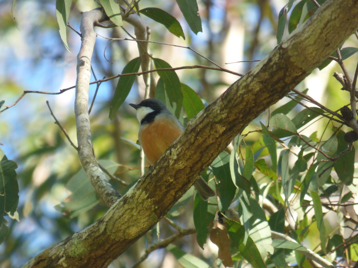 Rufous Whistler - ML642945803