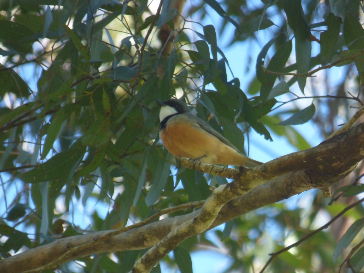 Rufous Whistler - ML642945804