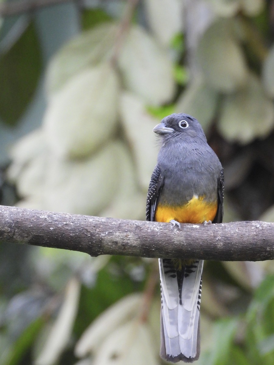 White-tailed Trogon - ML642945813
