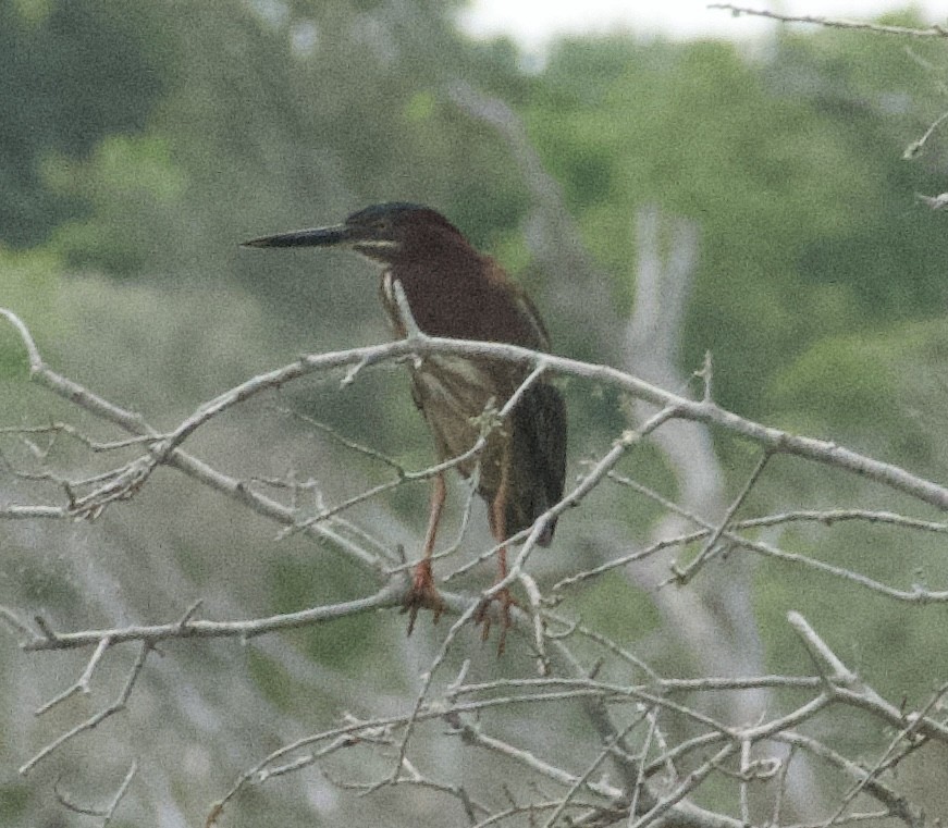 Green Heron - ML642945816