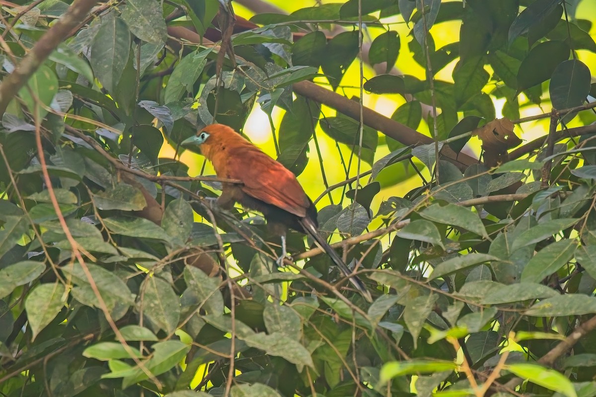 Raffles's Malkoha - ML642945832