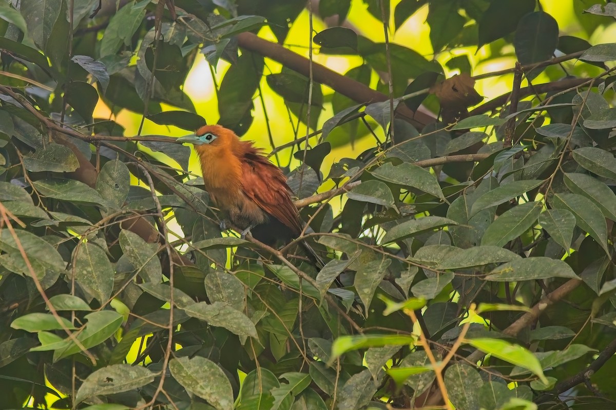 Raffles's Malkoha - ML642945833