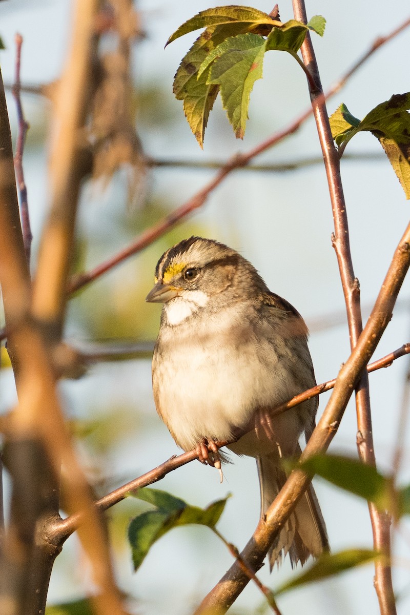 White-throated Sparrow - ML642945834