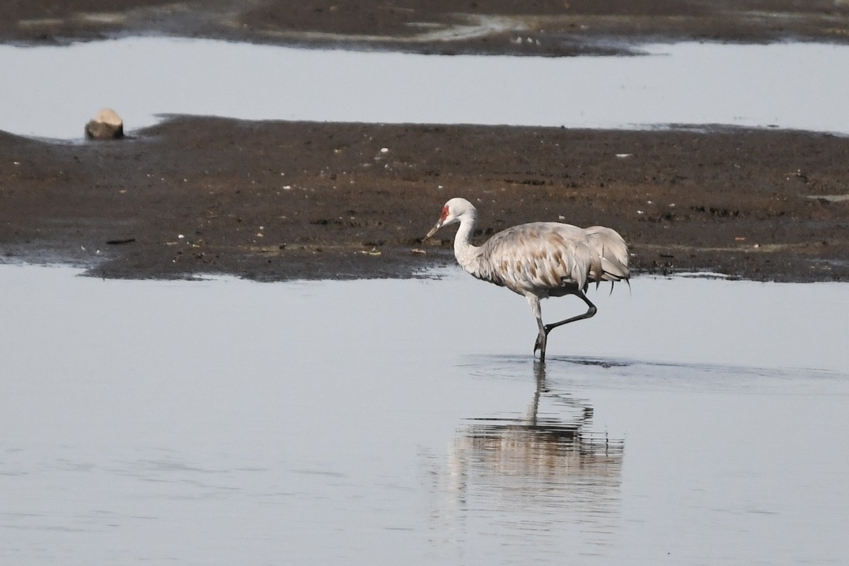 Sandhill Crane - ML642945837