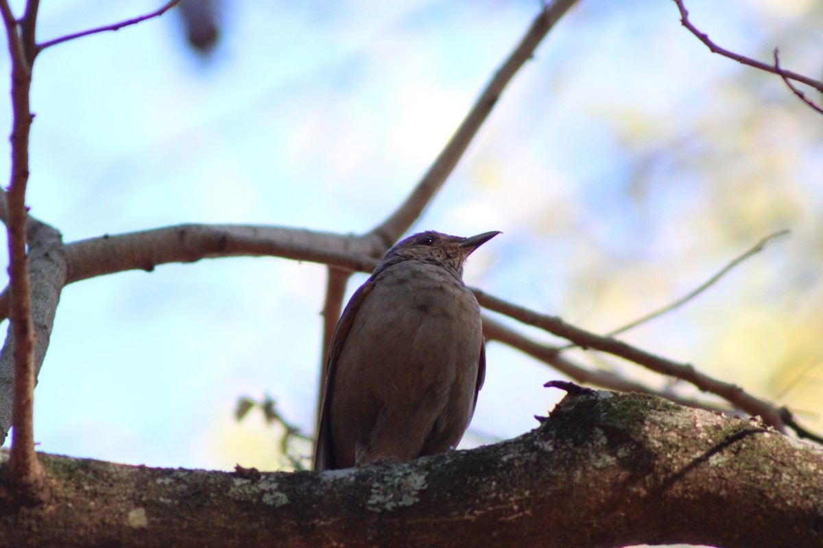 Pale-breasted Thrush - ML642945839