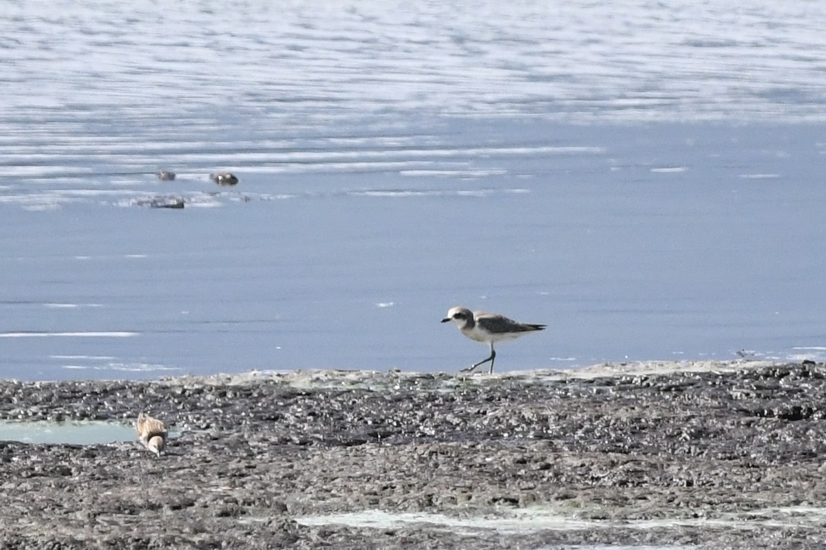 Siberian Sand-Plover - ML642945844