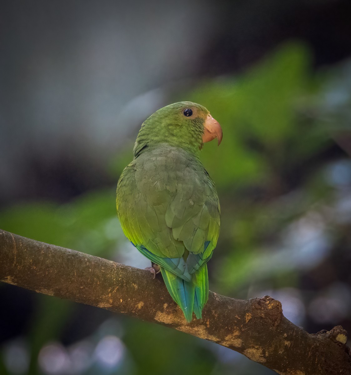 アマゾンミドリインコ - ML642945860