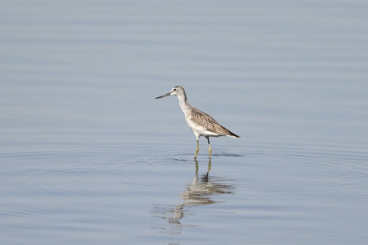 Common Greenshank - ML642945861