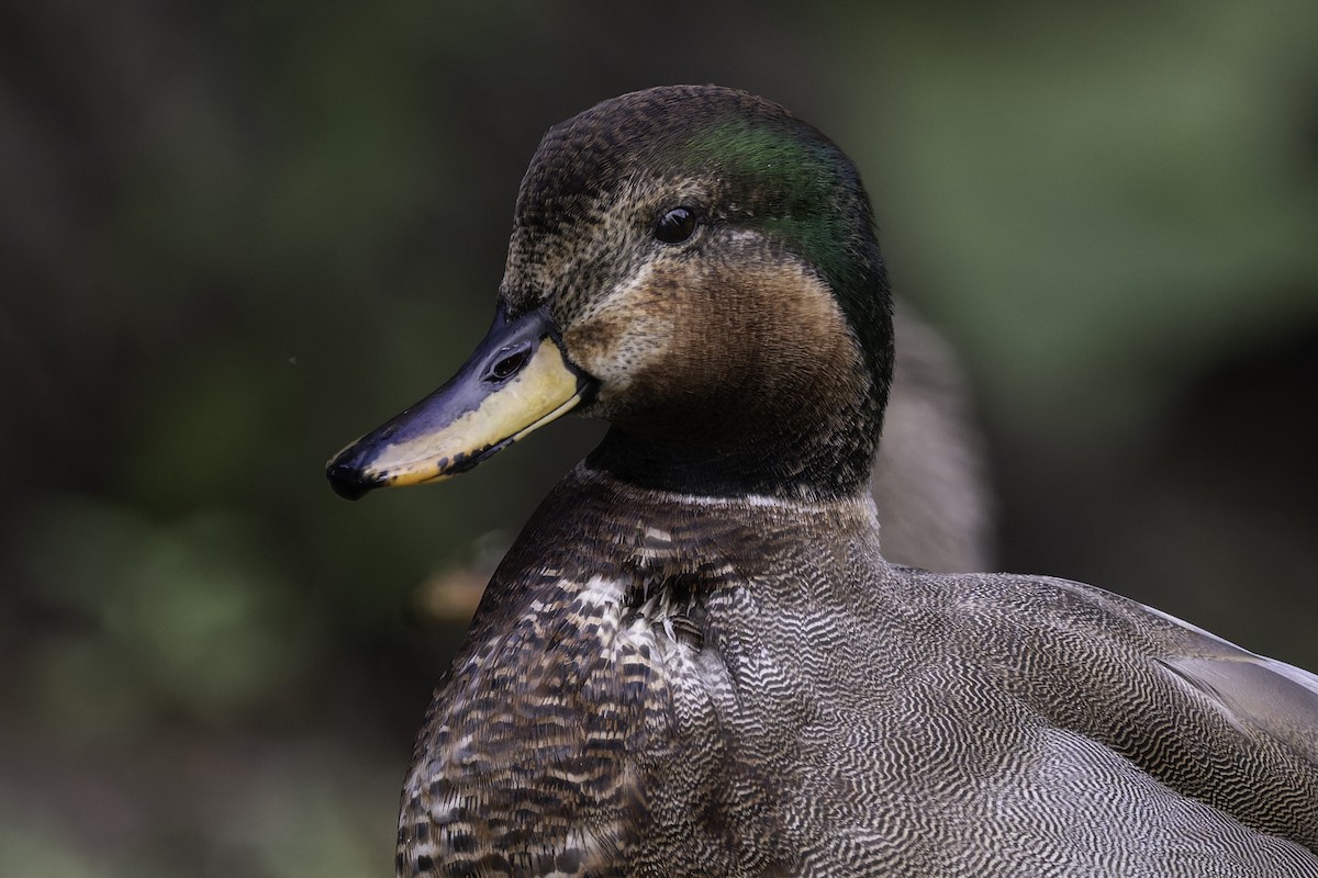 Gadwall x Mallard (hybrid) - ML642945865