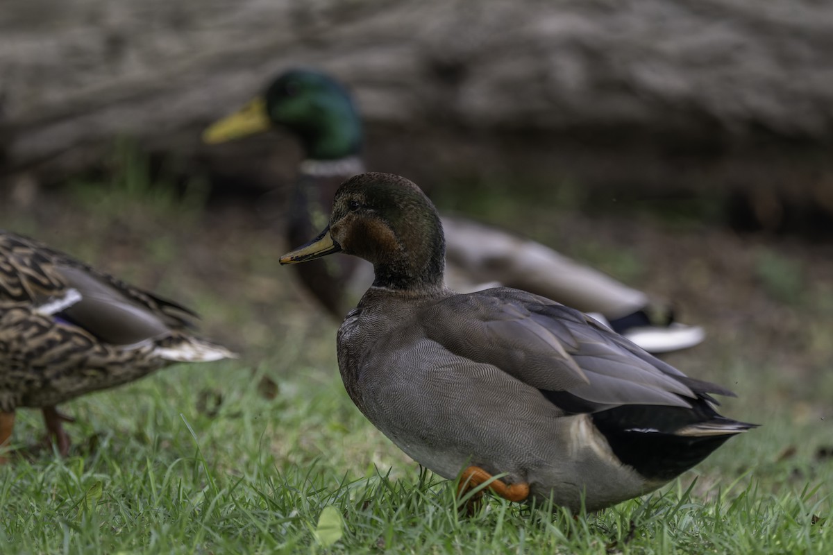 Gadwall x Mallard (hybrid) - ML642945866