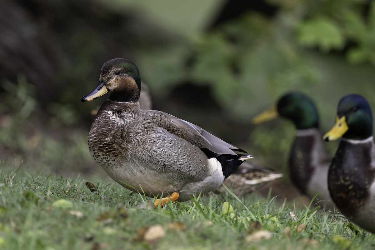 Gadwall x Mallard (hybrid) - ML642945867