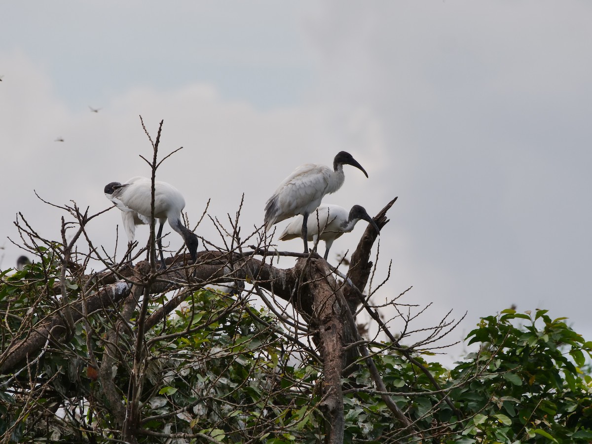 ibis černohlavý - ML642945868