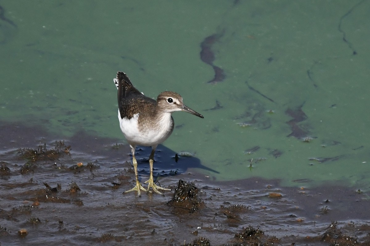 Common Sandpiper - ML642945869