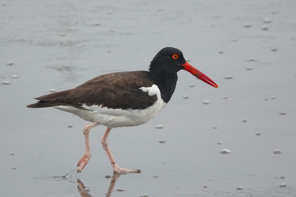 American Oystercatcher - ML642945870