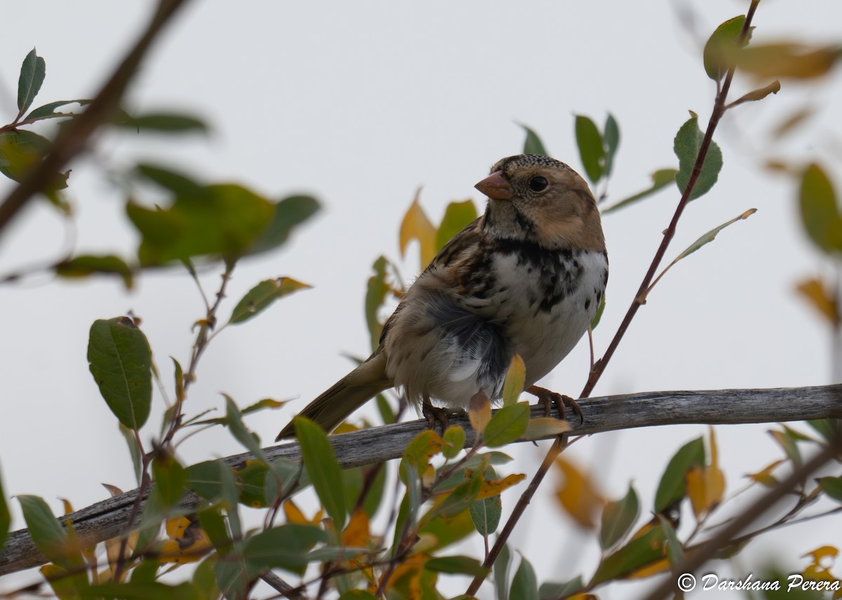 Harris's Sparrow - ML642945872